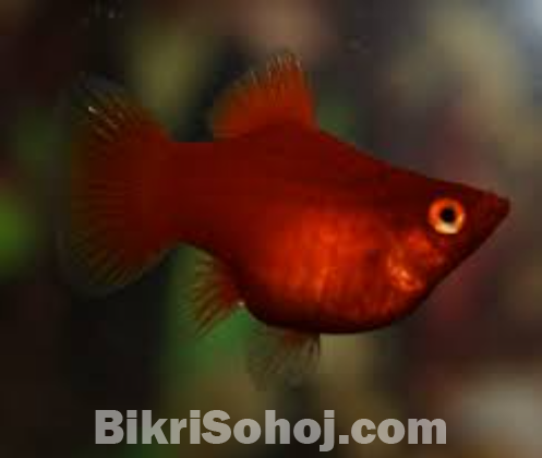 Red platy Fish for sell